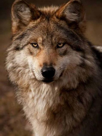 Wolf | Diamond Painting