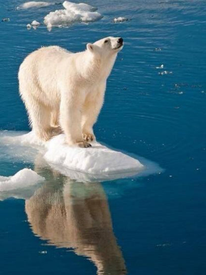Polar Bear | Diamond Painting