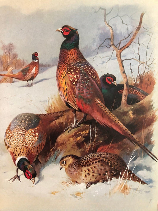 Pheasant | Diamond Painting