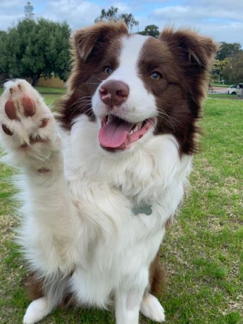 Dog Border Collie | Diamond Painting