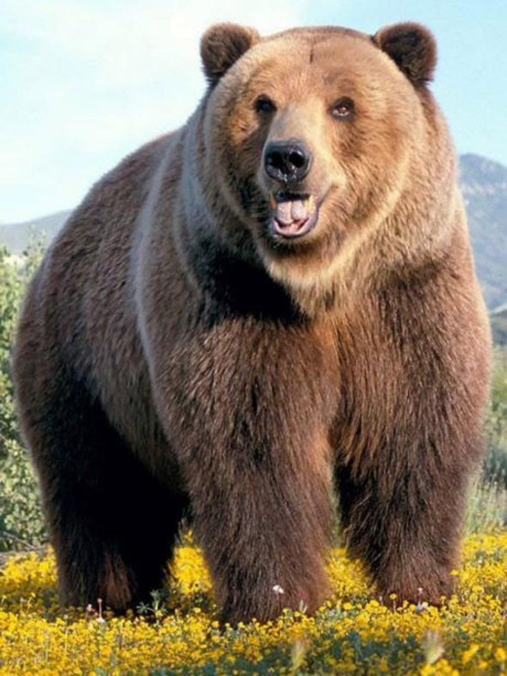 Brown Bear | Diamond Painting