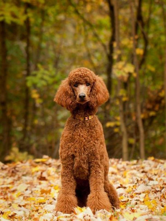 Poodle Dog | Diamond Painting