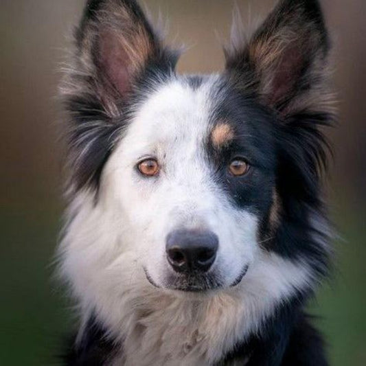 Dog Border Collie | Diamond Painting