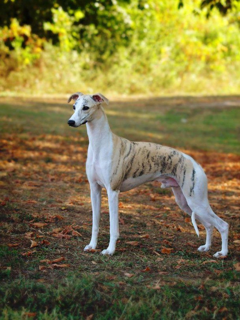 Whippet Dog | Diamond Painting
