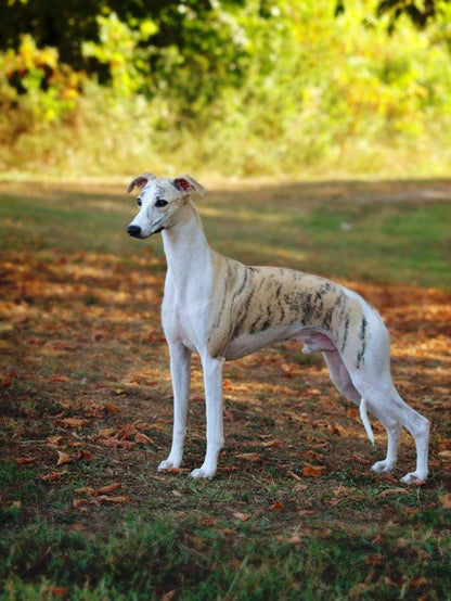 Whippet Dog | Diamond Painting
