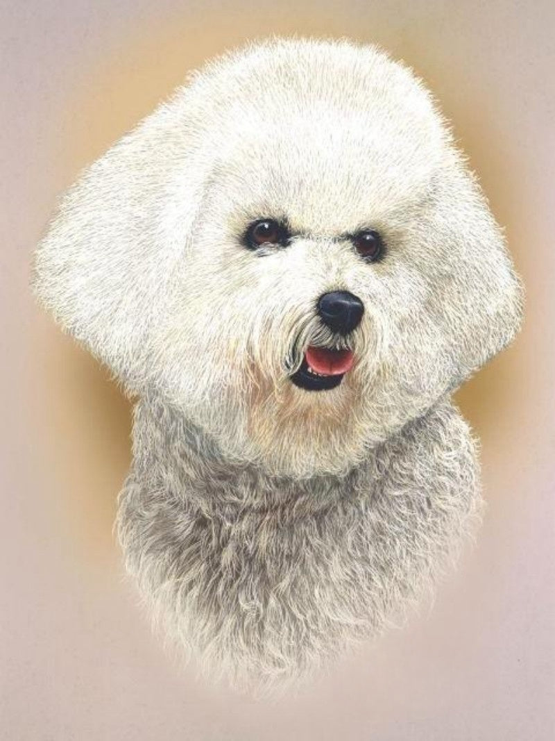 Dog Bichon Frise | Diamond Painting