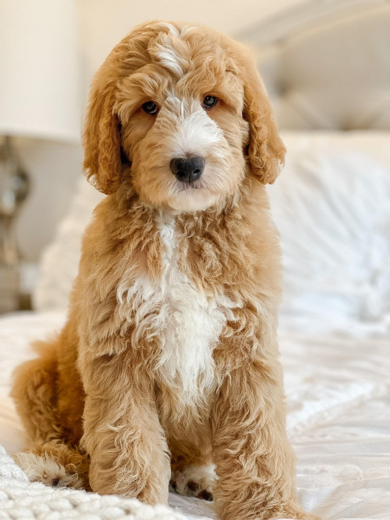 Goldendoodle Dog | Diamond Painting