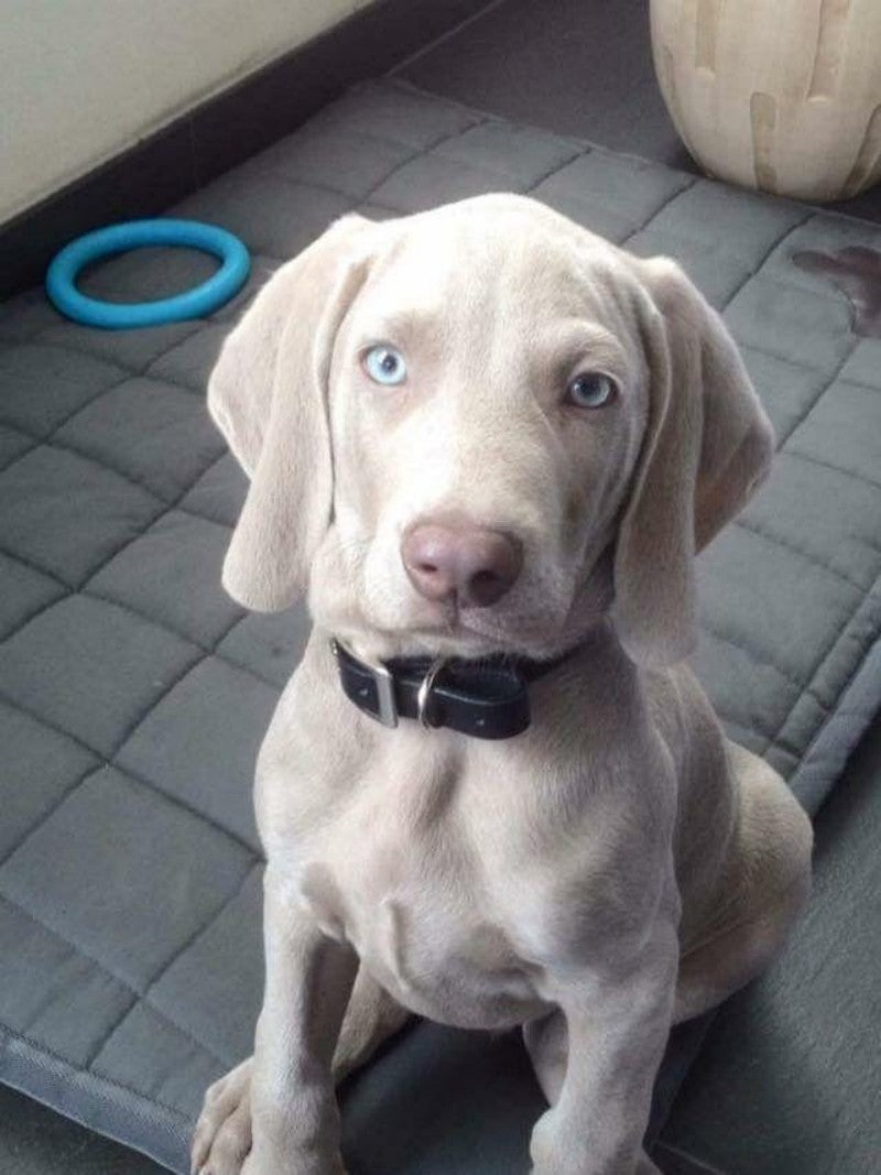 Weimaraner Dog | Diamond Painting