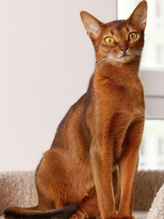 Abyssinian Cat | Diamond Painting