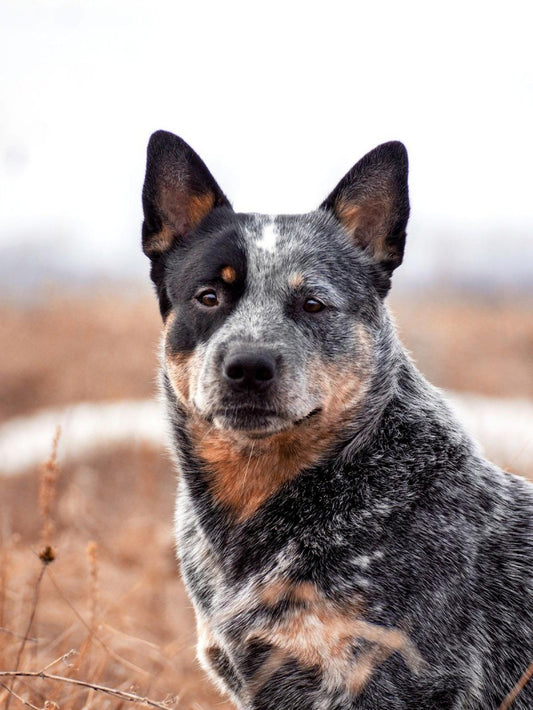 Cattle Dog (Blue Heeler) | Diamond Painting