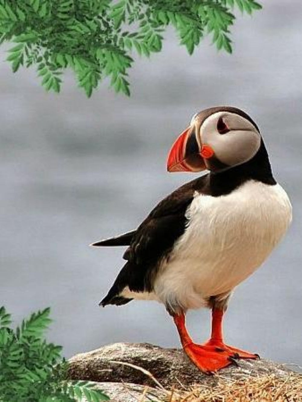 Puffin | Diamond Painting