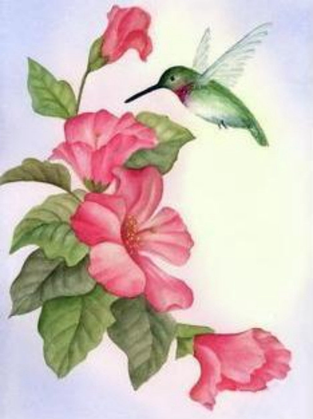 Hummingbird | Diamond Painting