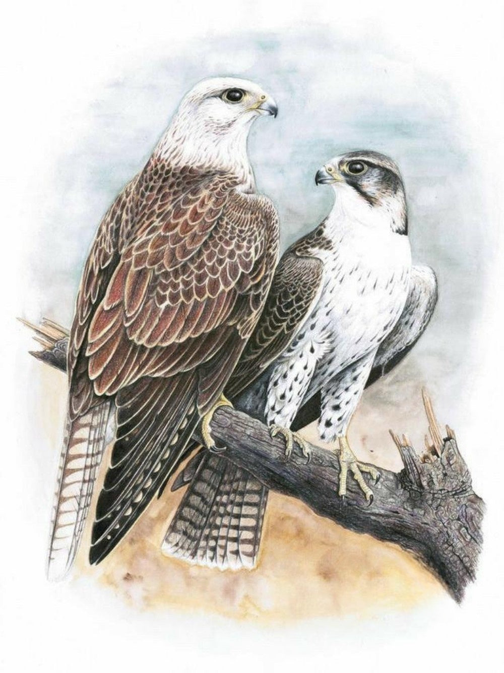 Falcon | Diamond Painting