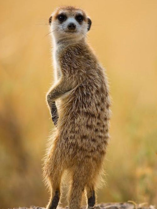 Meerkat | Diamond Painting