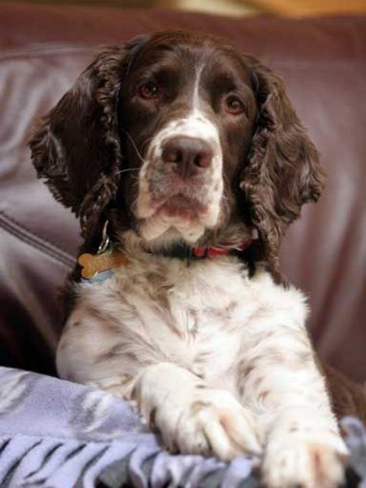 English Springer Spaniel Dog | Diamond Painting