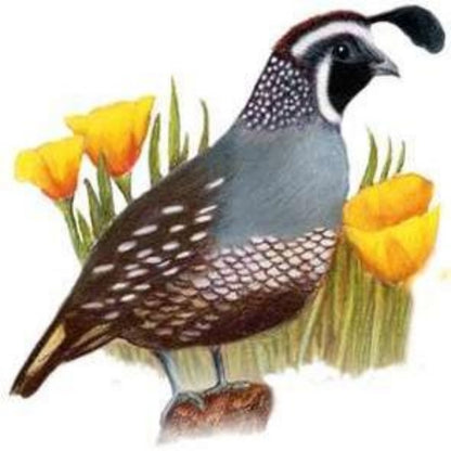 Quail | Diamond Painting