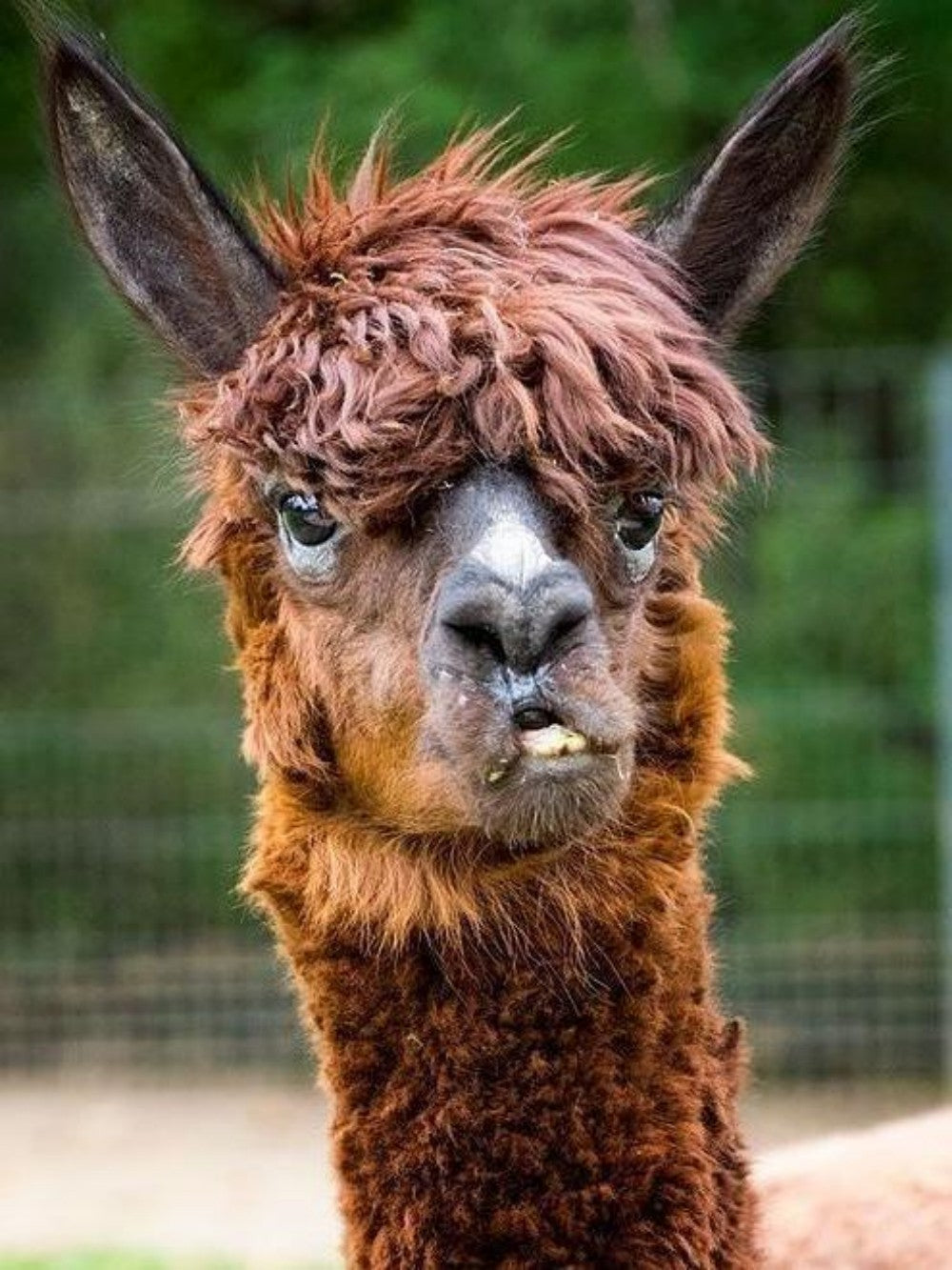 Alpaca | Diamond Painting