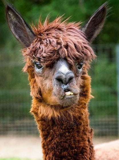 Alpaca | Diamond Painting