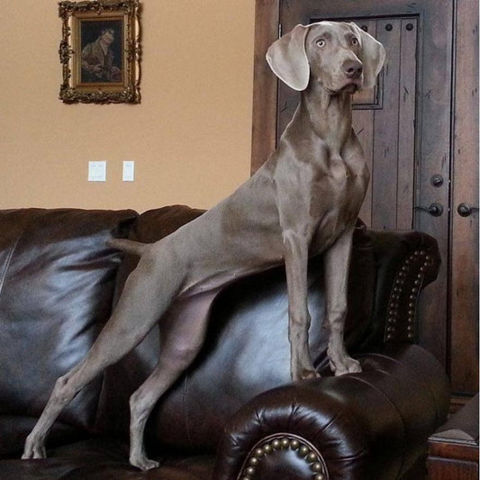 Weimaraner Dog | Diamond Painting