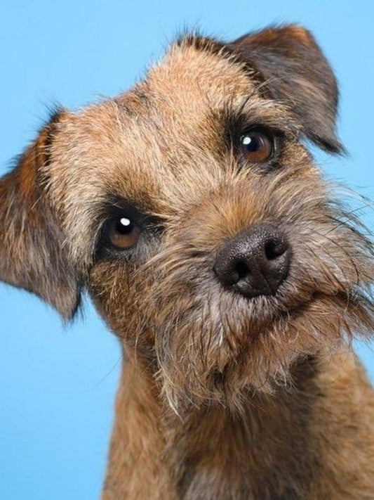 Dog Border Terrier | Diamond Painting