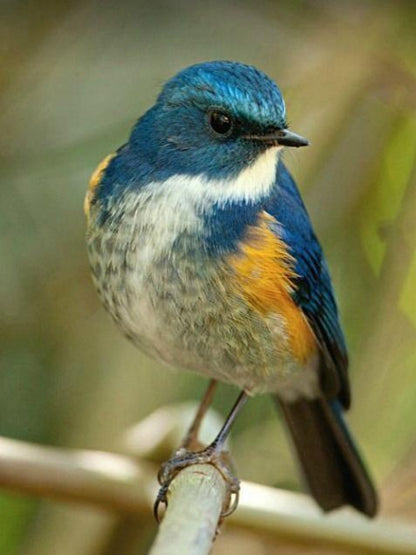 Blue Bird | Diamond Painting