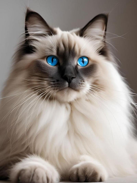 Ragdoll Cat | Diamond Painting