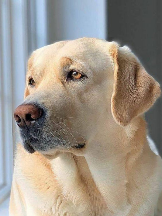 Yellow Labrador Dog | Diamond Painting