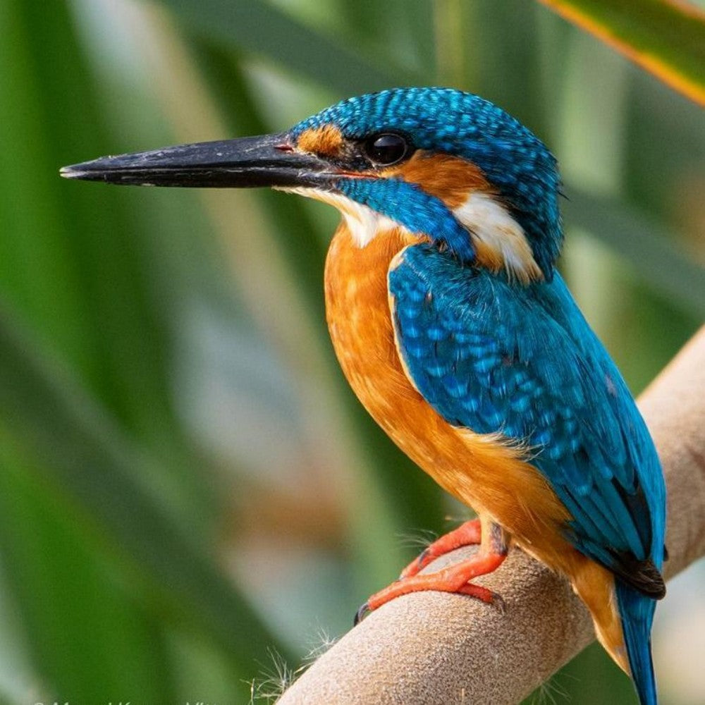 Kingfisher | Diamond Painting