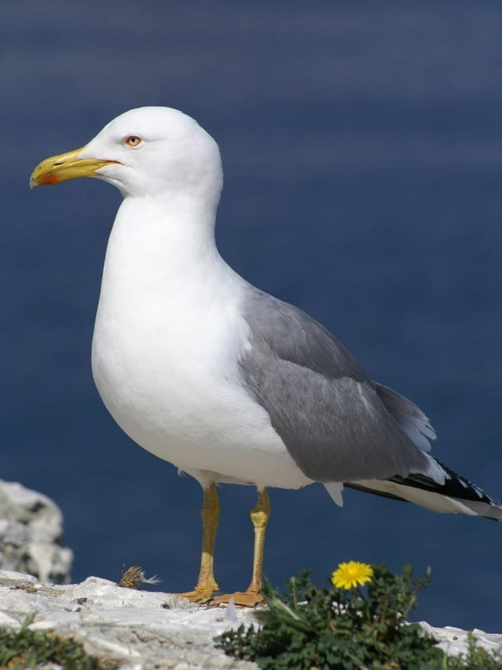 Gull | Diamond Painting