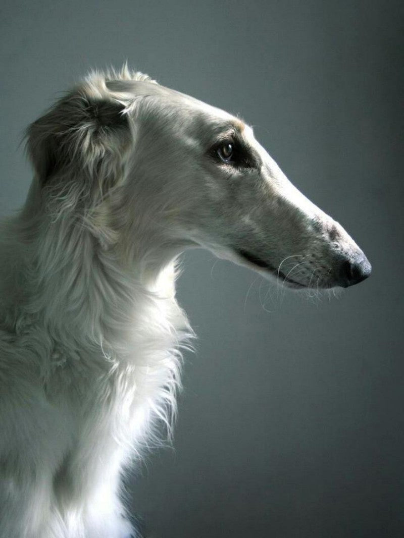 Greyhound Dog | Diamond Painting