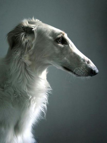 Greyhound Dog | Diamond Painting