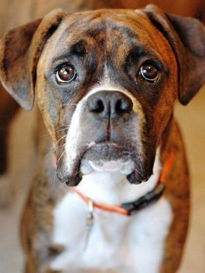 Boxer Dog | Diamond Painting