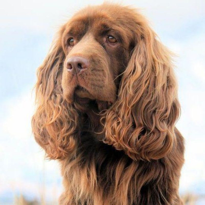 English Springer Spaniel Dog | Diamond Painting