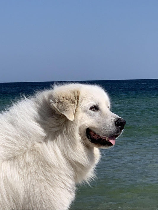 Great Pyrenees Dog | Diamond Painting