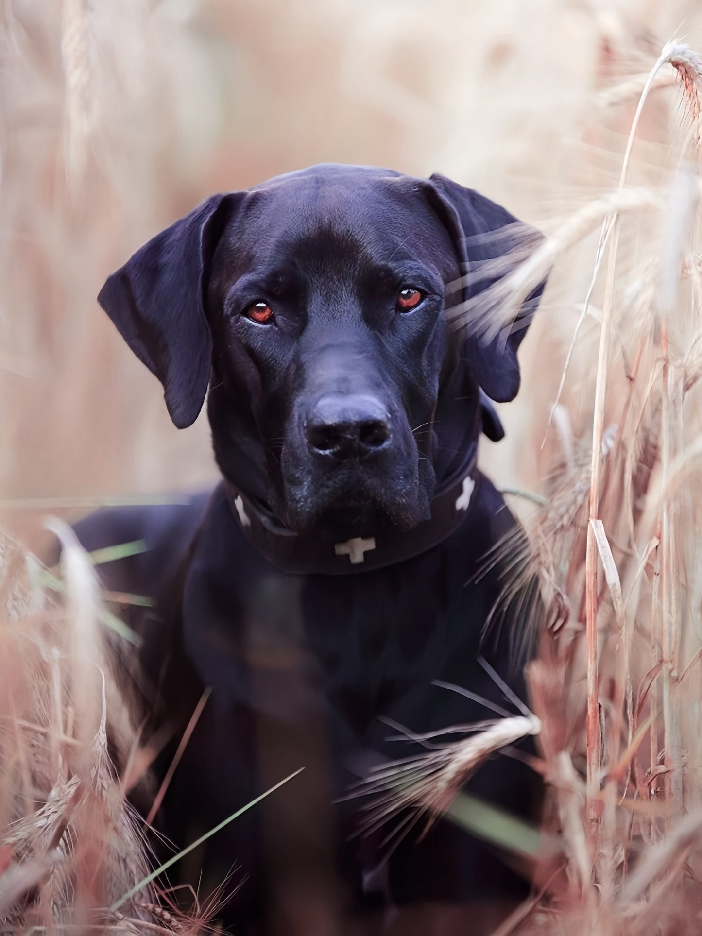 Black Labrador Dog | Diamond Painting