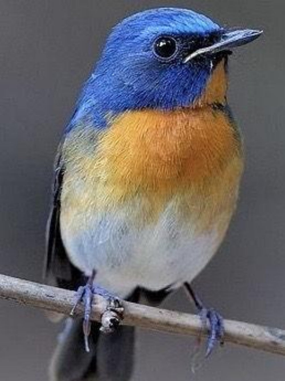 Blue Bird | Diamond Painting