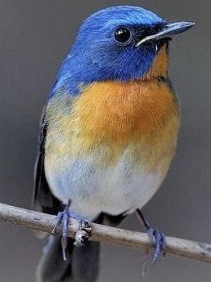 Blue Bird | Diamond Painting