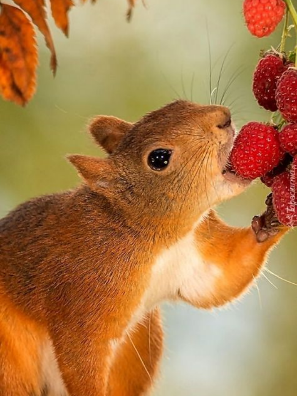 Squirrel | Diamond Painting