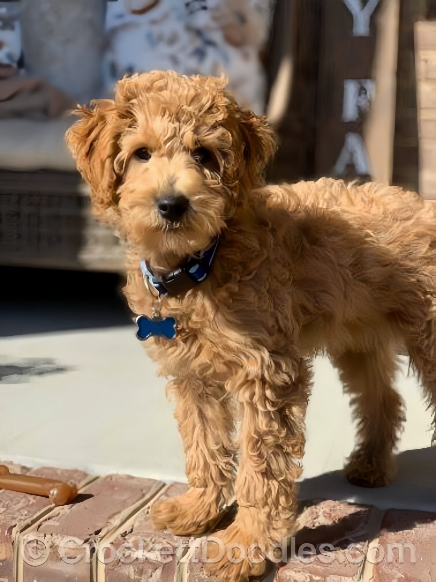 Goldendoodle Dog | Diamond Painting