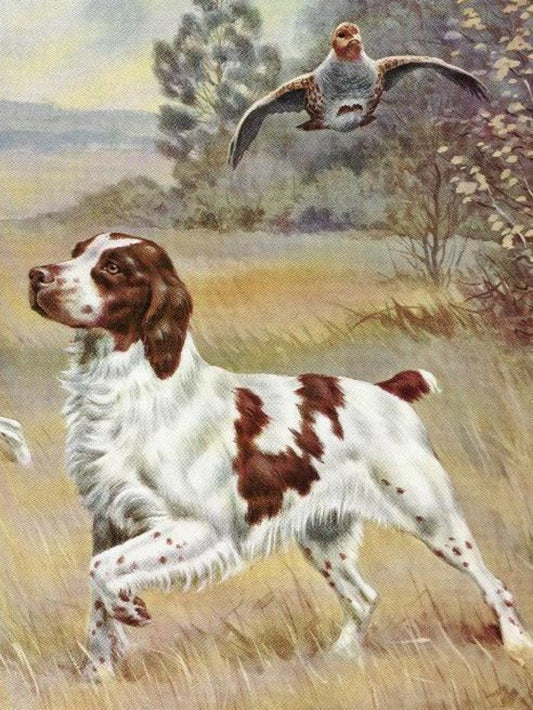 Brittany Spaniel Dog | Diamond Painting