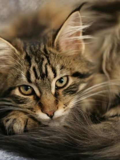 Maine Coon | Diamond Painting