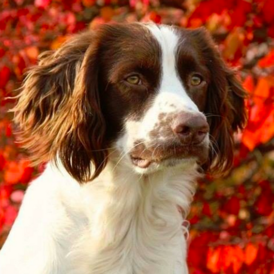 English Springer Spaniel Dog | Diamond Painting