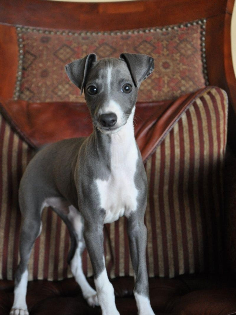 Greyhound Dog | Diamond Painting
