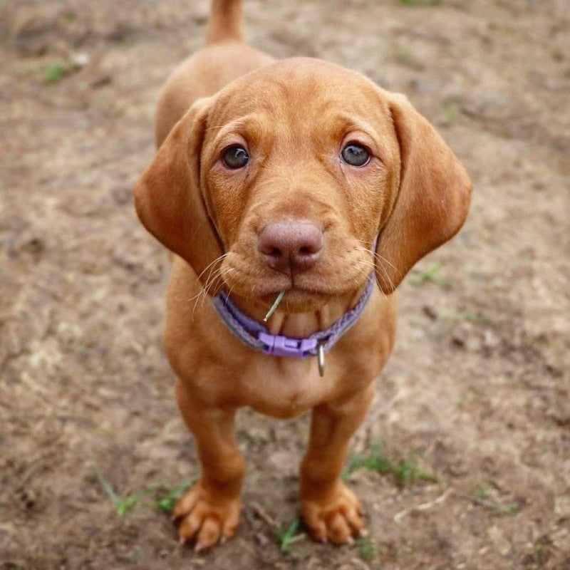 Vizsla Dog | Diamond Painting