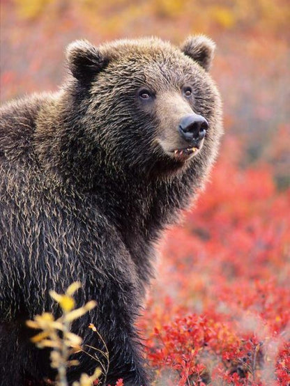 Brown Bear | Diamond Painting