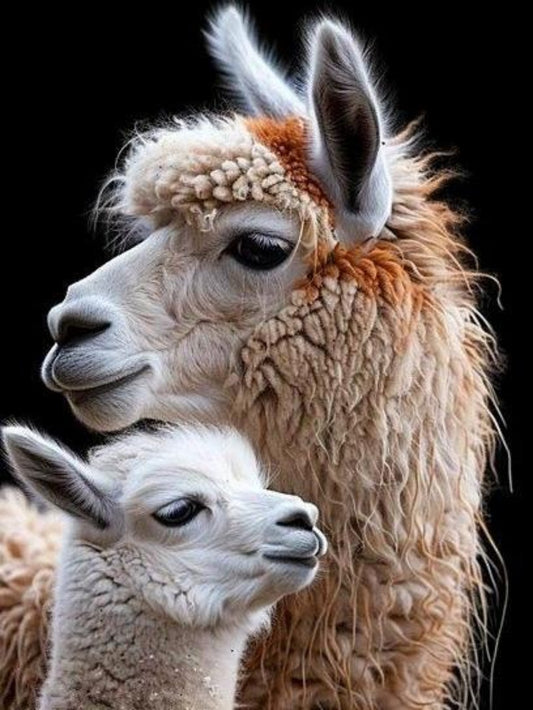 Alpaca | Diamond Painting