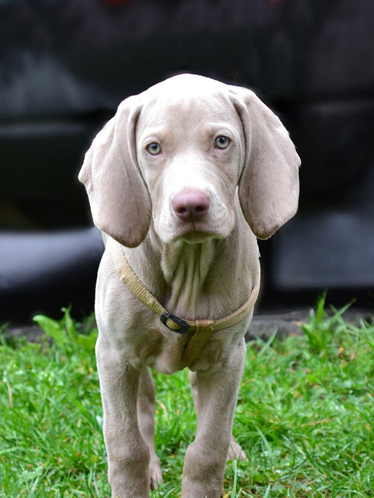 Weimaraner Dog | Diamond Painting