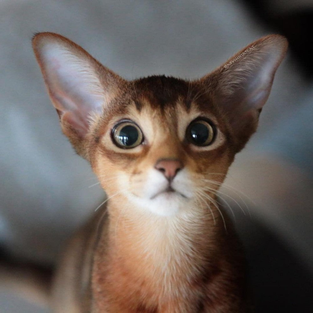 Abyssinian Cat | Diamond Painting