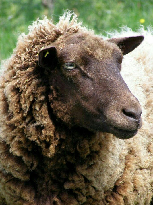 Sheep | Diamond Painting