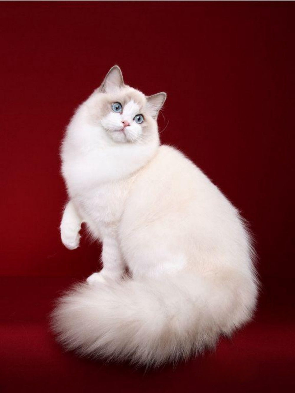 Ragdoll Cat | Diamond Painting